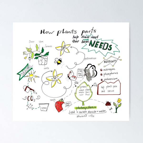 Plant Parts: Lesson for Kids - Lesson | Study.com