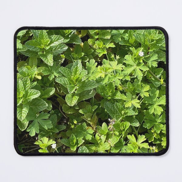 Item preview, Sunshine Fresh Mint Leaves Growing in the Garden Photography designed and sold by ArticLotusShop.