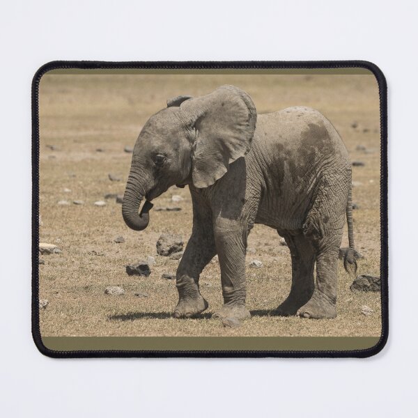 Aperçu de l'œuvre Veau d'éléphant créée et vendue par FlyladyphotoBWC.