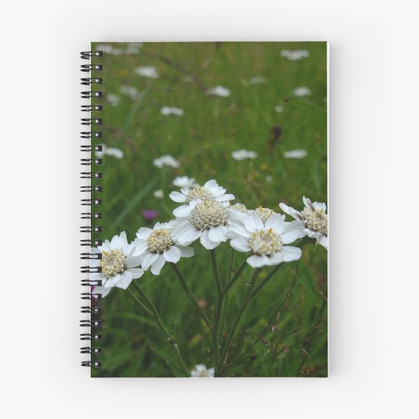 Item preview, Sneezewort (Achillea ptarmica) designed and sold by IOMWildFlowers.