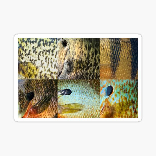 Vista previa del artículo con la obra «Patrones de piel de panfish (natural) Múltiples», diseñado y vendido por CJRPics.