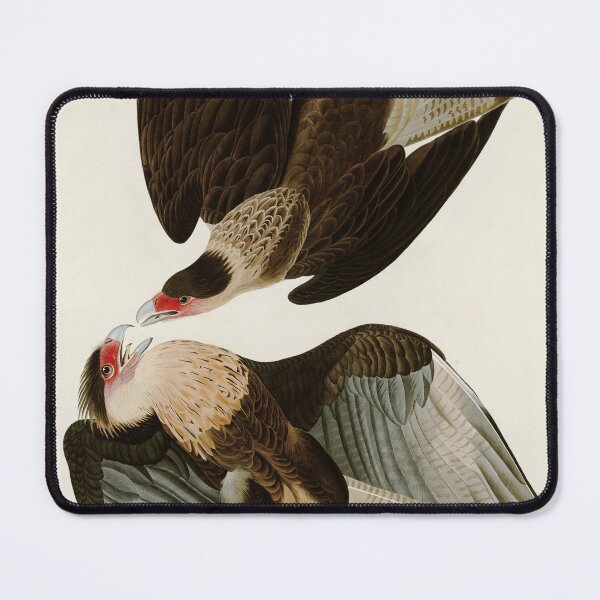 Item preview, Brazilian Caracara Eagle - John James Audubon Birds of America designed and sold by Natural History Prints.