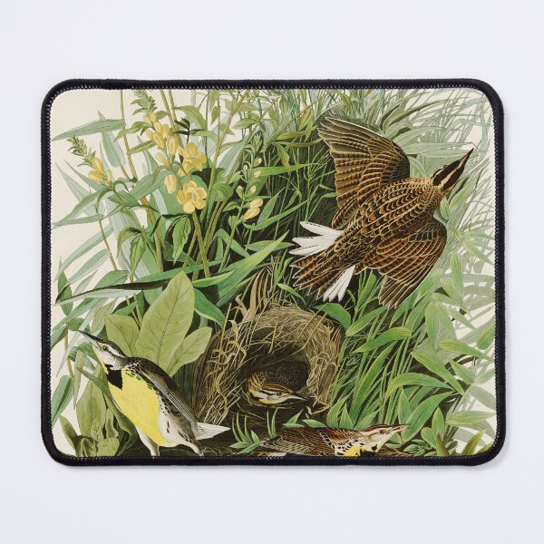 Item preview, Meadow Lark - John James Audubon Birds of America designed and sold by Natural History Prints.