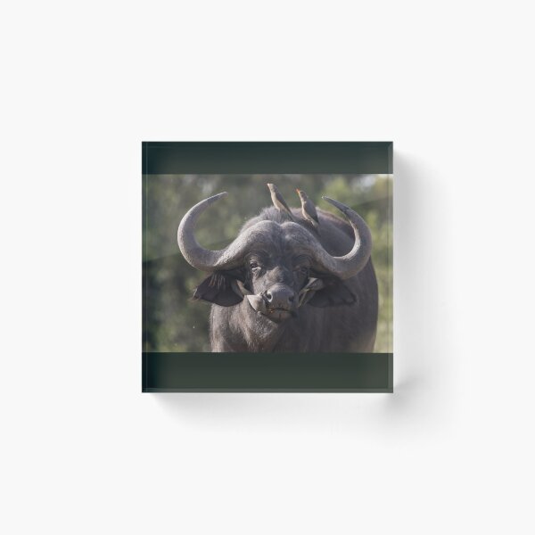 Item preview, Buffalo designed and sold by FlyladyphotoBWC.