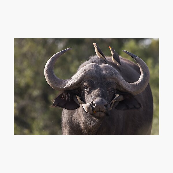 Item preview, Buffalo designed and sold by FlyladyphotoBWC.