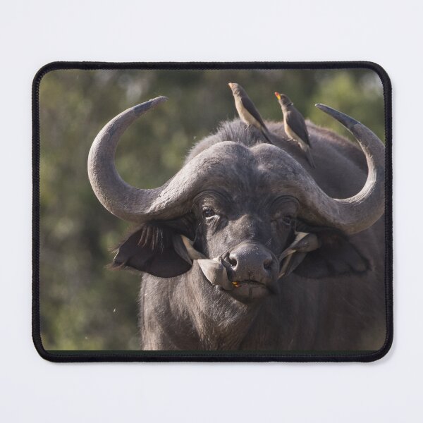 Item preview, Buffalo designed and sold by FlyladyphotoBWC.