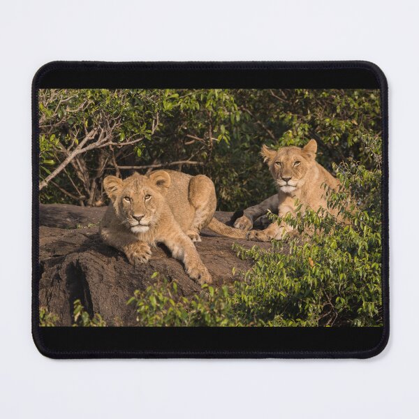 Item preview, Lions on watch designed and sold by FlyladyphotoBWC.