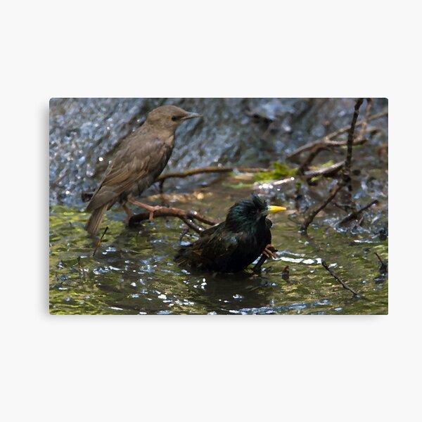 Redwing Blackbird and Mate Canvas Print