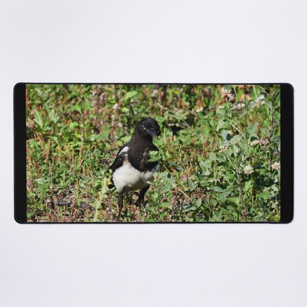 Item preview, Backyard prince. Eurasian magpie designed and sold by Jouko Lehto Photography.
