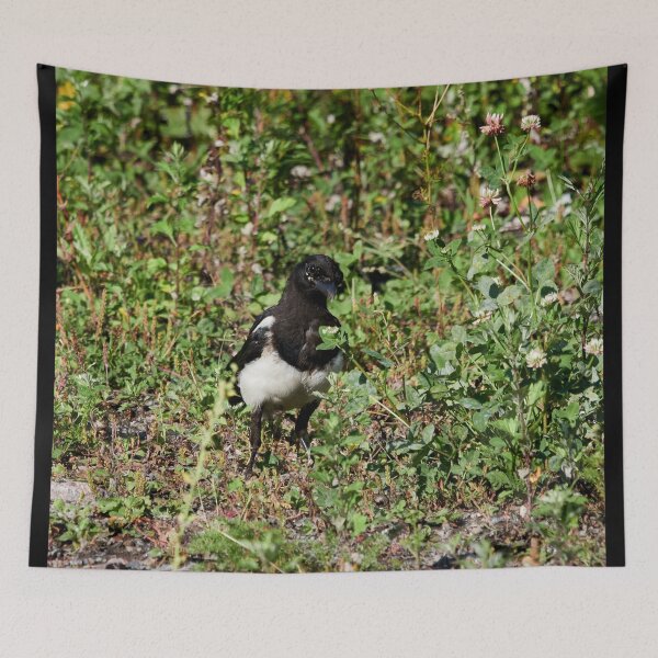Item preview, Backyard  prince. Eurasian magpie designed and sold by Jouko Lehto Photography.
