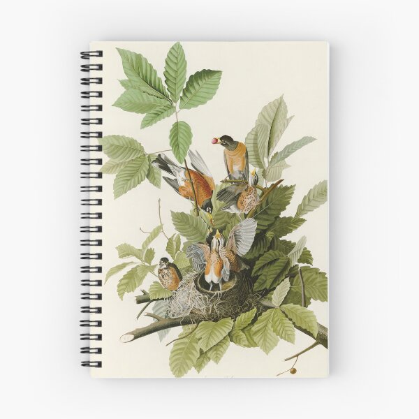 Item preview, American Robin - John James Audubon Birds of America designed and sold by Natural History Prints.