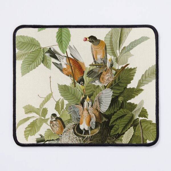 Item preview, American Robin - John James Audubon Birds of America designed and sold by Natural History Prints.