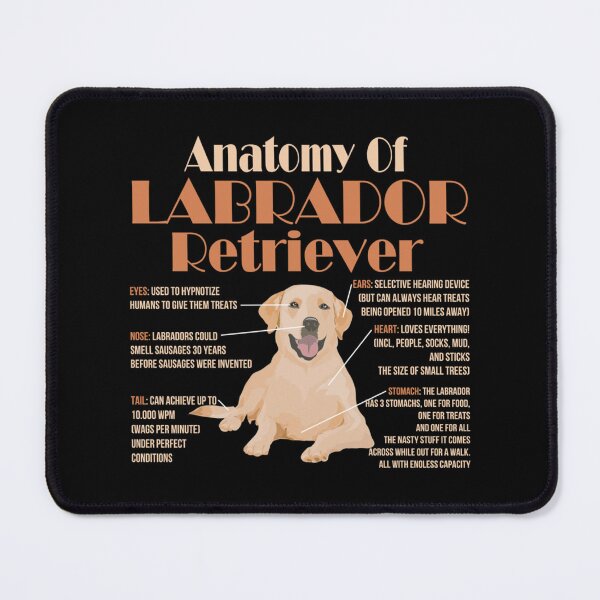 Item preview, Anatomy of Labrador Retriever   designed and sold by MayCrew1.
