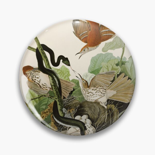 Item preview, Ferruginous Thrush - John James Audubon Birds of America designed and sold by Natural History Prints.