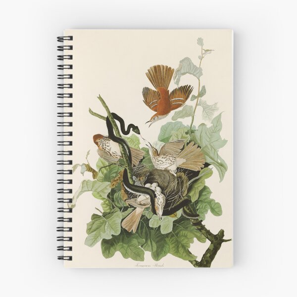 Item preview, Ferruginous Thrush - John James Audubon Birds of America designed and sold by Natural History Prints.
