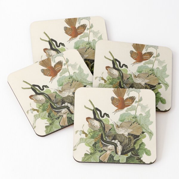 Item preview, Ferruginous Thrush - John James Audubon Birds of America designed and sold by Natural History Prints.