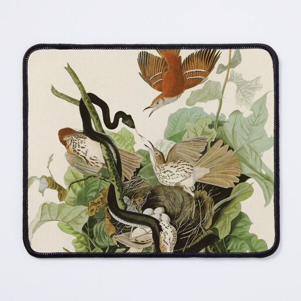 Item preview, Ferruginous Thrush - John James Audubon Birds of America designed and sold by Natural History Prints.