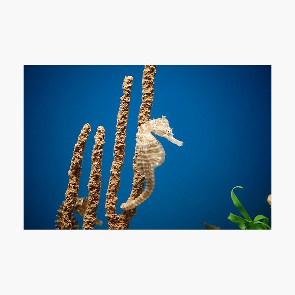 Item preview, seahorse designed and sold by duckie.