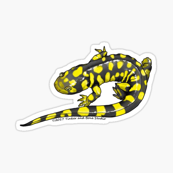 Tiger Salamander Sticker