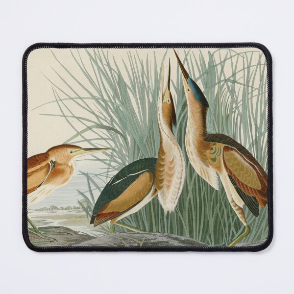Item preview, Least Bittern - John James Audubon Birds of America designed and sold by Natural History Prints.