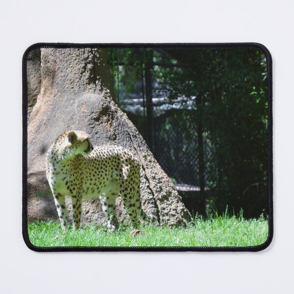 Item preview, Cheetah  designed and sold by Dacia Tomnitz.