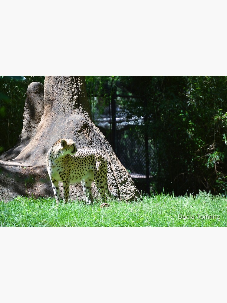 "Cheetah " Poster for Sale by 4daciavt | Redbubble