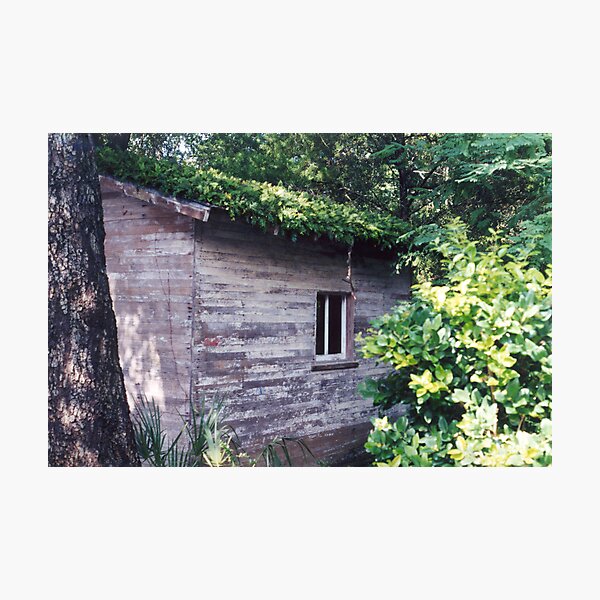 Ivy Shack Photographic Print