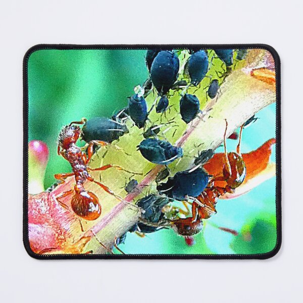 Item preview, Ants and aphids symbiotic relationship designed and sold by angel1.