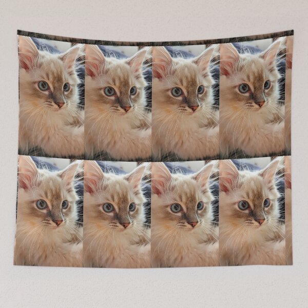Item preview, Ragdoll kitten  designed and sold by Fluffycat2020.