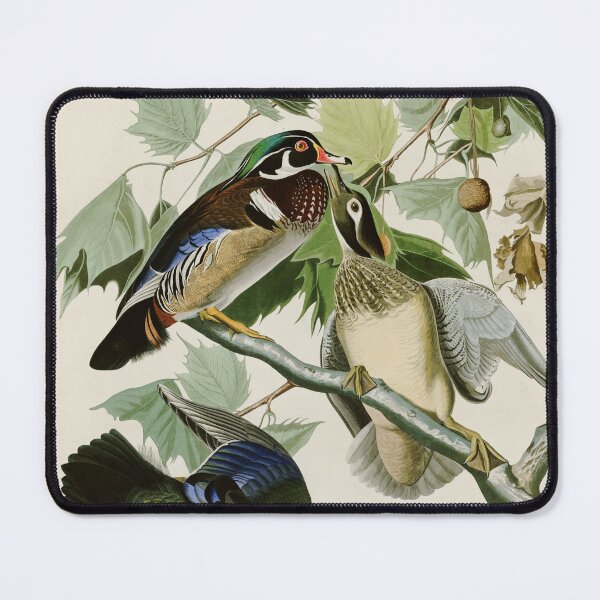 Item preview, Summer or Wood Duck - John James Audubon designed and sold by Natural History Prints.