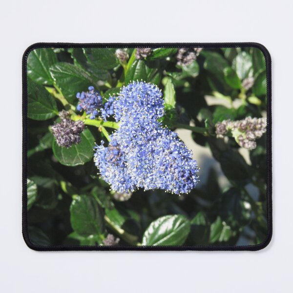 Item preview, Ceanothus flowers designed and sold by greentiger1.
