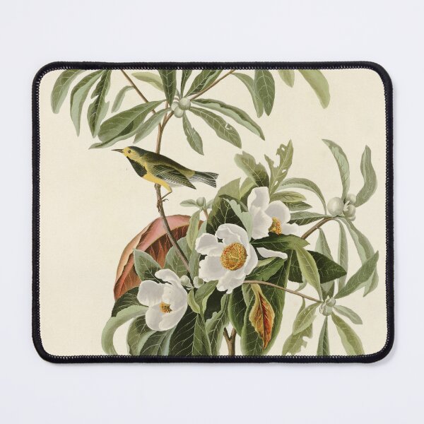 Item preview, Bachman's Warbler - John James Audubon Birds of America designed and sold by Natural History Prints.