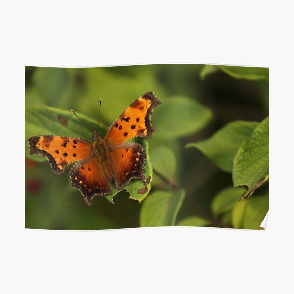 Gray Comma Poster