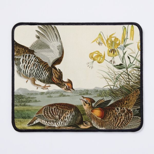Item preview, Pinnated Grouse - John James Audubon Birds of America designed and sold by Natural History Prints.