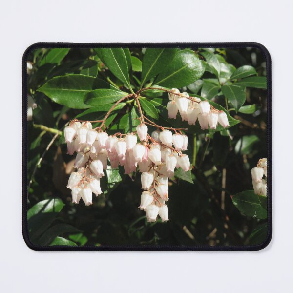 Item preview, Pieris japonica flowers designed and sold by greentiger1.
