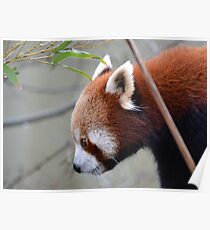 Red panda up close Poster
