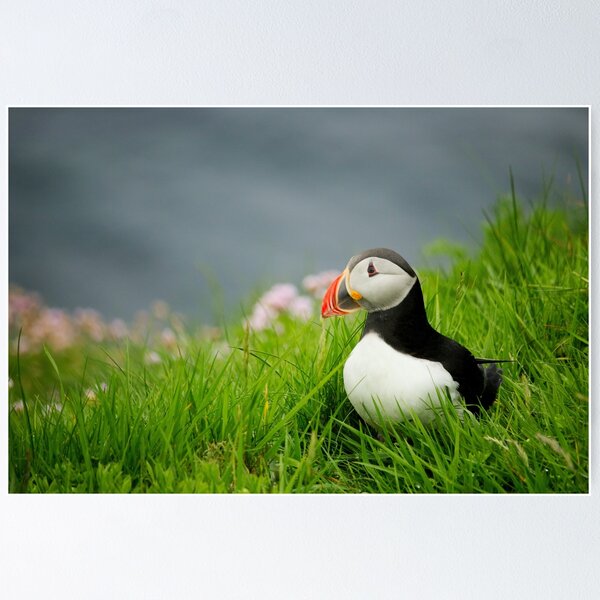 Item preview, The Puffin at Sumburgh designed and sold by Graham Richardson.