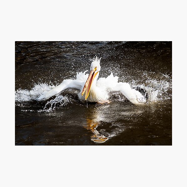 Item preview, white pelican splashing in water designed and sold by Sillygirl101.