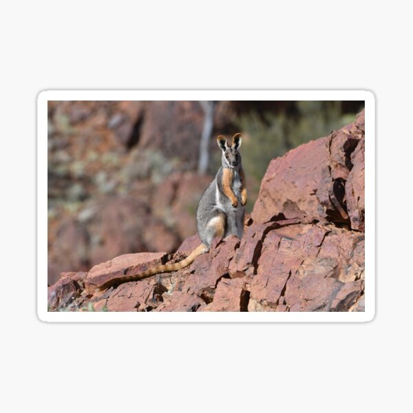 Yellow-footed Rock Wallaby Sticker