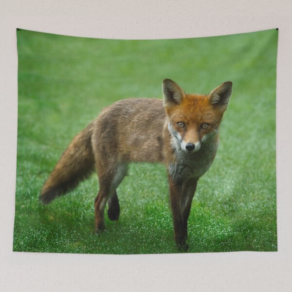 Artikelvorschau, Wilder roter Fuchs entworfen und verkauft von rawshutterbug.