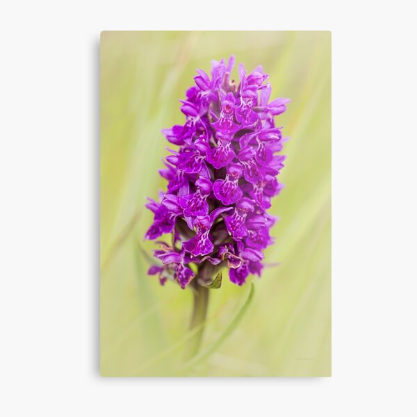 Wild Orchid Metal Print