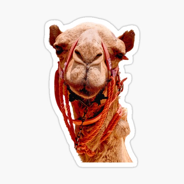 Item preview, Smart Camel designed and sold by RainbowSpinkle.