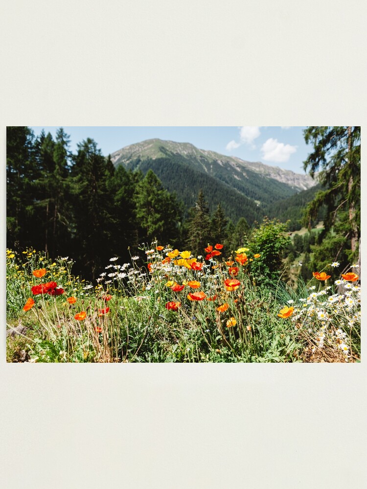 Alternate view of Mountain garden Photographic Print