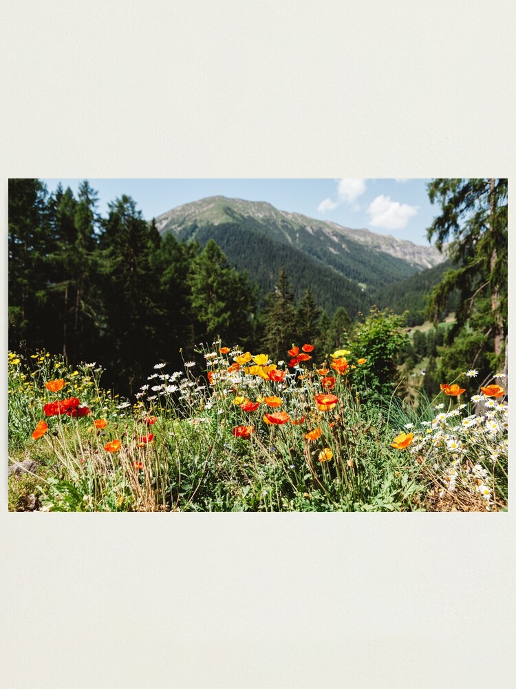 Alternate view of Mountain garden Photographic Print