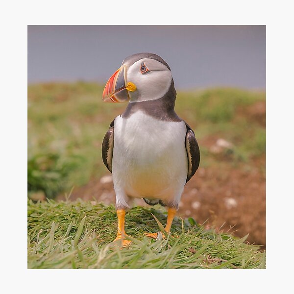 Puffin Photographic Print