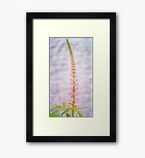 New Zealand Pink Lupin Framed Print