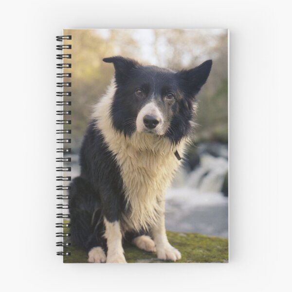 Item preview, Indy at Nant-Y-Coed designed and sold by Michael Haslam.