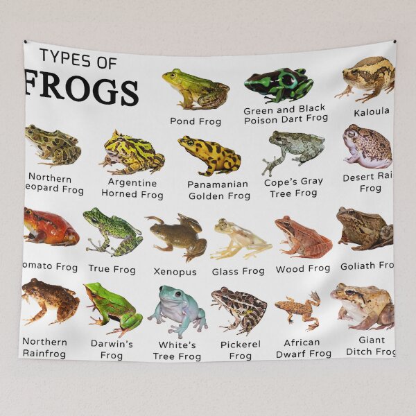 Item preview, Animal Types Of Frogs designed and sold by ElizebethRodri.