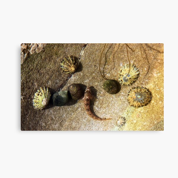 Item preview, Rock Pool designed and sold by beavo.
