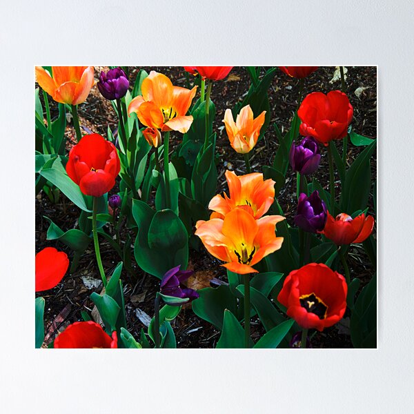 Item preview, Tulips designed and sold by bunnij.